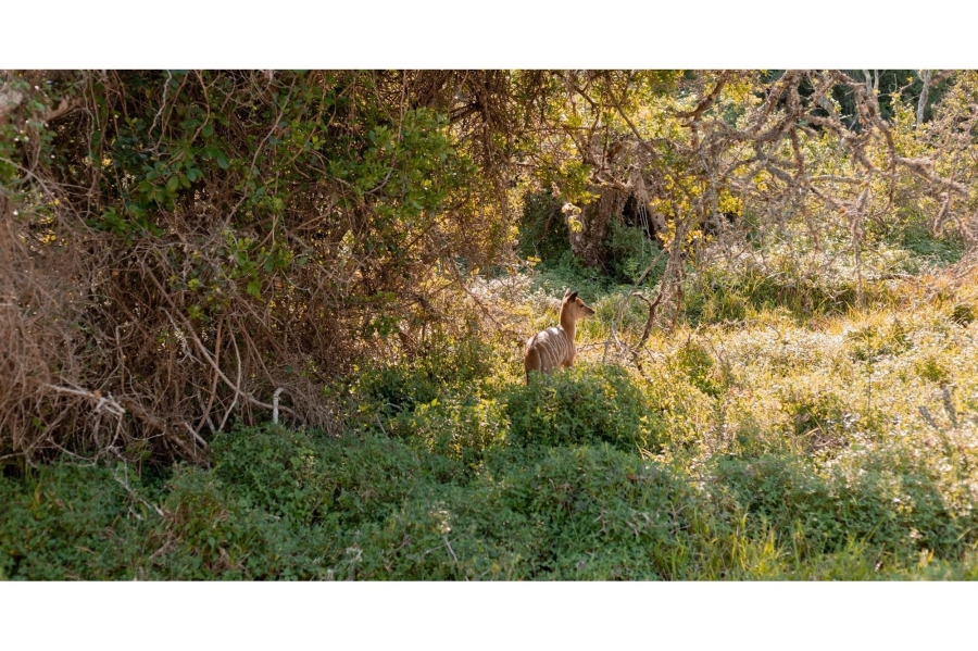 0 Bedroom Property for Sale in Royalston Residential Estate and Wildlife Reserve Eastern Cape